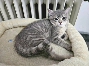 Wunderschöne Ragdoll - Britisch Kurzhaar Kitten Katze männlich Kater abzugeben