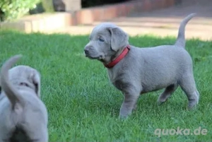 Silber Labrador Welpen mit Papieren