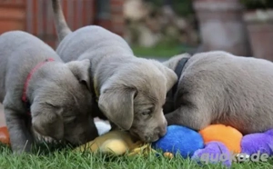 Reinrassige Silber Labrador welpen suchen liebevolles zu Hause
