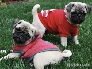 Mops Welpen für ein Haustier liebevolles zuhause