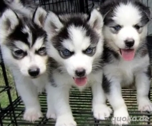 Reinrassige Siberian Husky Welpen  mit Blaue Augen