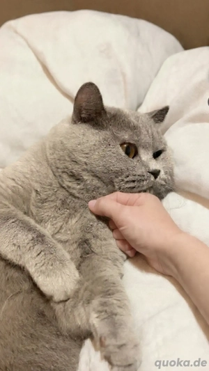 Deckkater BKH reinrasig kein verkauf !!!