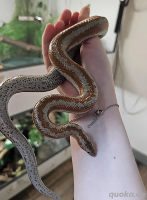 1.0 Lichanura trivirgata rosenboa