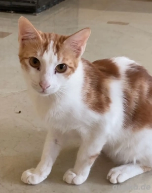 katze sucht zuhause 