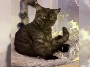 Reinrassige BKH Kitten