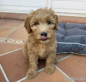 Goldendoodle