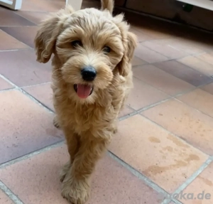 Goldendoodle zur Adoption