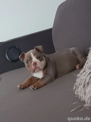 New Englisch Bulldog welpe Hündin 