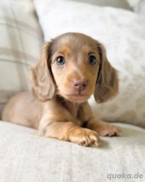 Dackelwelpe