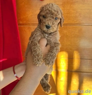 Goldendoodle