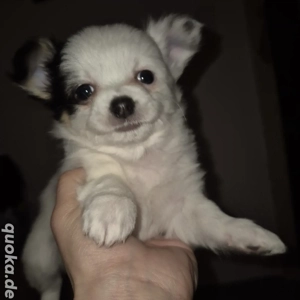 Chihuahua welpen 