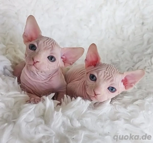 Zwei Sphynx-Kätzchen suchen ein liebevolles Zuhause