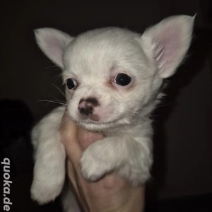 Chihuahua welpen 8 wochen alt abgabe anfangen Februar 