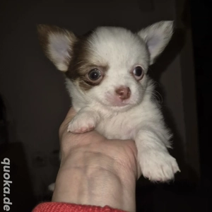 Chihuahua welpen 8 wochen alt abgabe anfangen Februar 