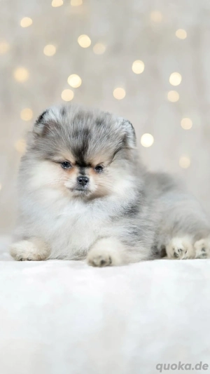 Pomeranian  zwergspitzwelpen