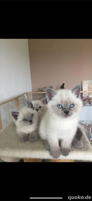 bkh Kitten Blue Point