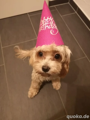 Cavapoo Mädchen 1 Jahr