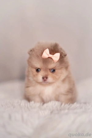 Pomeranian Zwergspitz 