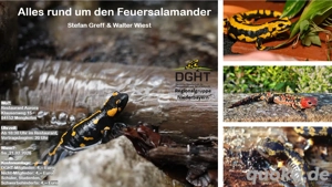 Vortrag: Alles rund um den Feuersalamander