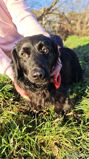 *ANTON* - Ich bin lieb, freundlich, verspielt, sozial, und ich liebe die menschliche Nähe