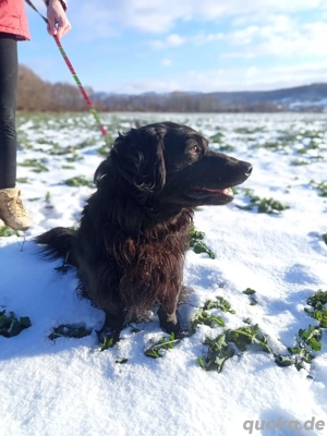 *ANTON* - Ich bin lieb, freundlich, verspielt, sozial, und ich liebe die menschliche Nähe