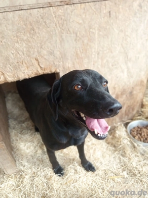 *BRUNO* - Der Junghund ist freundlich, sanftmütig, verspielt