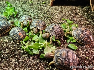 Pantherschildkröten Nachzuchten 