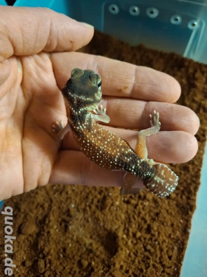 Knopfschwanzgecko Babys NZ 2025