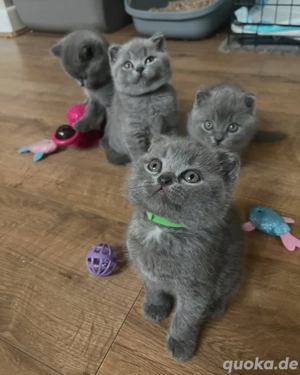  Bezauberndes Britisch Kurzhaar-Kätzchen abzugeben