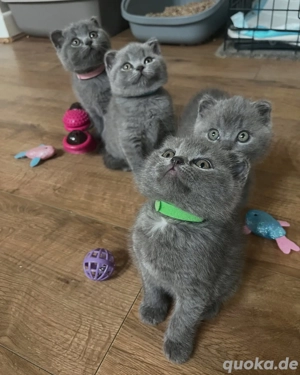 blaues Britisch-Kurzhaar-Kätzchen