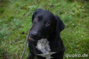 *HEIKO* - Der freundliche Junghund liebt die Menschennähe, und er braucht Beschäftigung