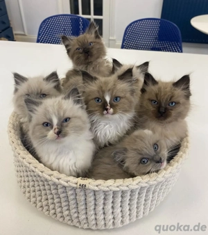 Wunderschönes Ragdoll-Kätzchen