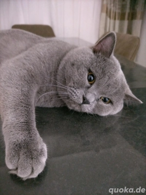 BKH Kater sehr ruhig 