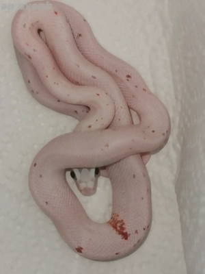 0.1 Palmetto Microscale   Microscaleless   Scaleless 