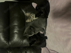 Abholbereit Katzenbabys Babykatzen kitten BKH suchen liebevolles Zuhause 
