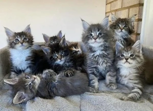 Süße Maine Coon Babys suchen liebevolles Zuhause