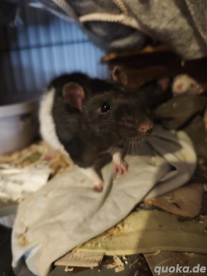 6 Farbratten Jungs in verschiedenem Alter 