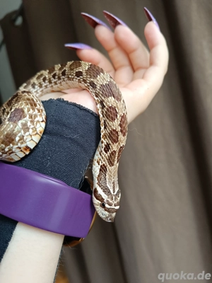 1,0 het savannah suche 