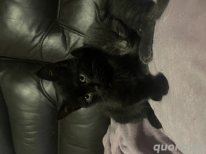 Abholbereit Katzenbabys Babykatzen kitten BKH schwarz oder grau BKH suchen liebevolles Zuhause 