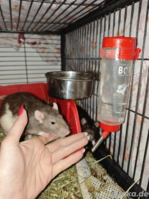 14 Farbratten Mädels zwischen ca unter 1nem-1 jahr und ca 1 jahr, die älteste ist ca 2 Jahre alt 