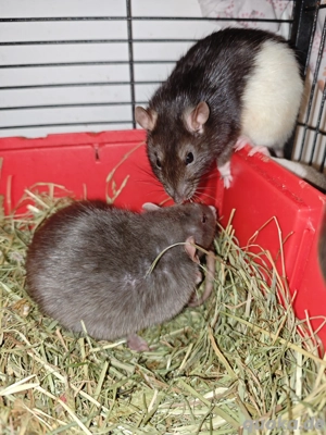 Farbratten Mädels zwischen ca unter 1nem-1 jahr und ca 1 jahr, die älteste ist ca 2 Jahre alt 