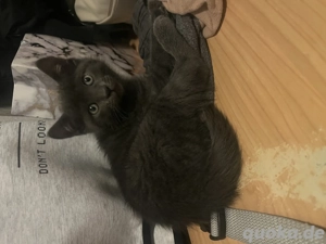 Abholbereit Katzenbabys Babykatzen kitten grau  BKH suchen liebevolles Zuhause  