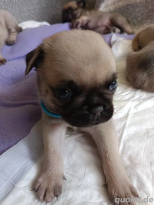 Mopswelpen liebevoll aufgezogen