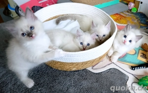 Heilige Birma Ragdoll kitten