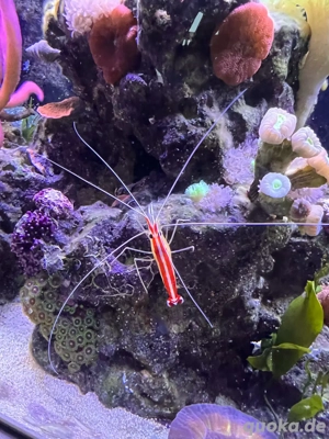 Weißbandputzergarnele Garnele 