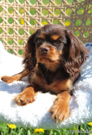 Seltener chocolate Cavalier 