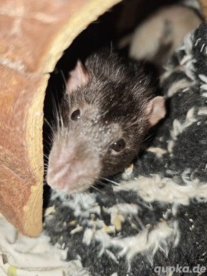 3 Farbratten Jungs ca 1 jahr alt 