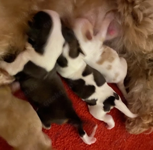 Havaneser Welpen mit Stammbaum  