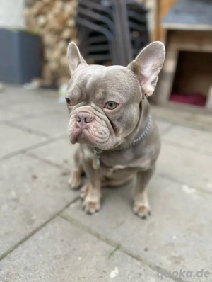 französische Bulldogge männchen