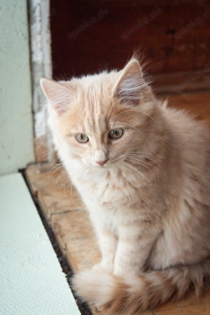 Hellrote kuschelige Katzen